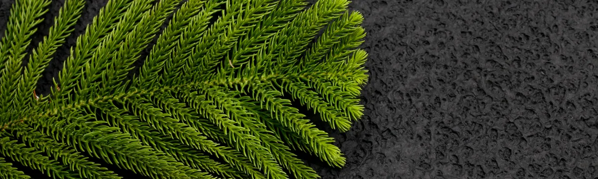 האי נורפוק: Detailed view of vibrant green Norfolk Island pine leaf against a textured black background.