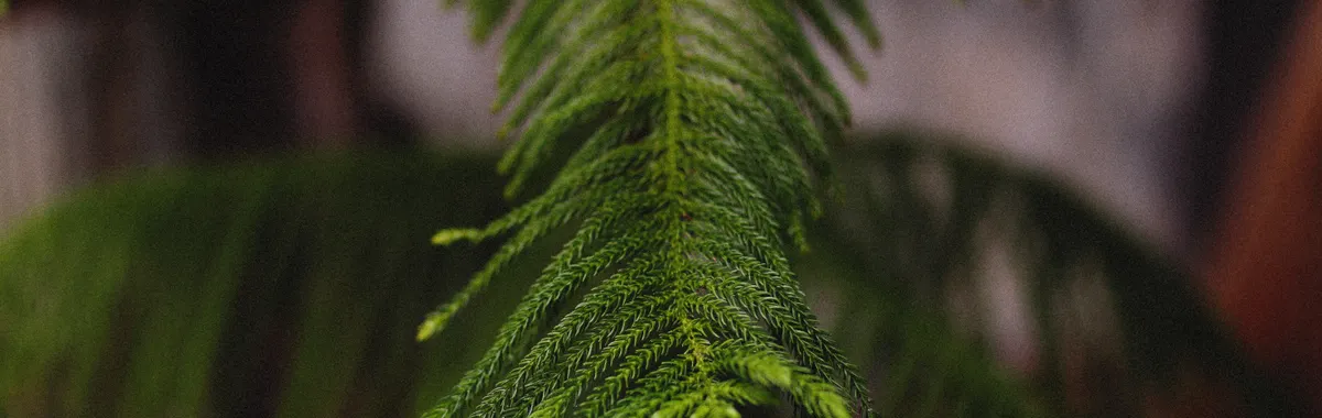 Detailed view of a fresh green Norfolk Island Pine leaf, showcasing its intricate texture.