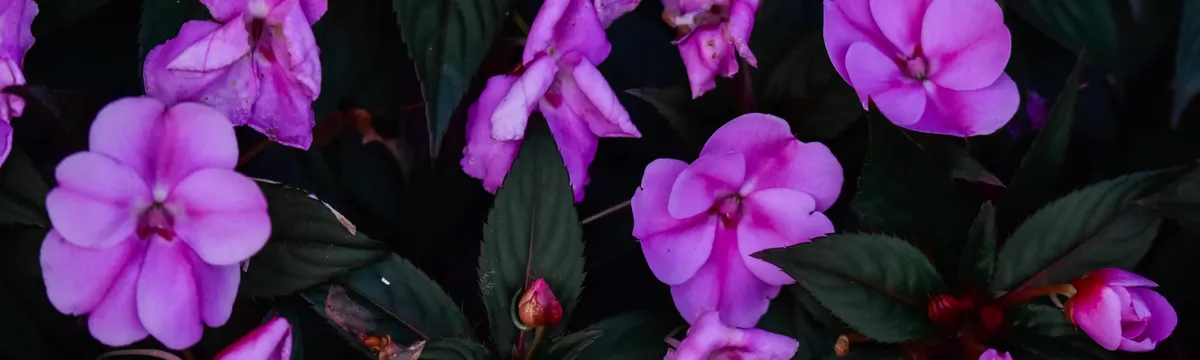 גינאה: A close-up of vibrant pink New Guinea Impatiens flowers blooming beautifully in a garden.