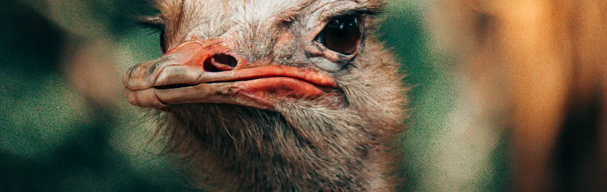 Detailed close-up photo of an ostrich's face captured in Bauru, Brazil.