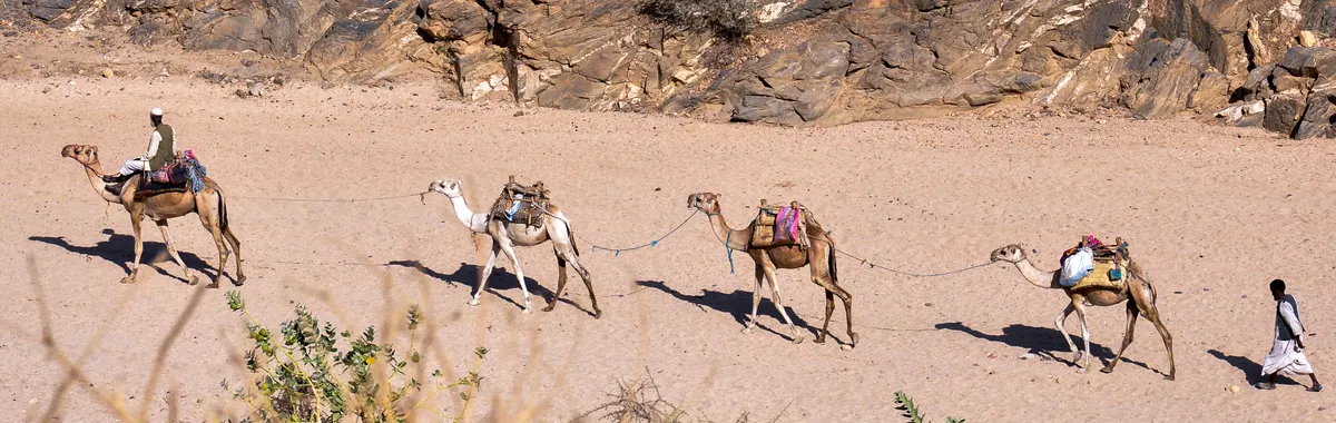 אריתריאה: A traditional camel caravan traversing the rugged desert landscape of Eritrea under the bright sun.