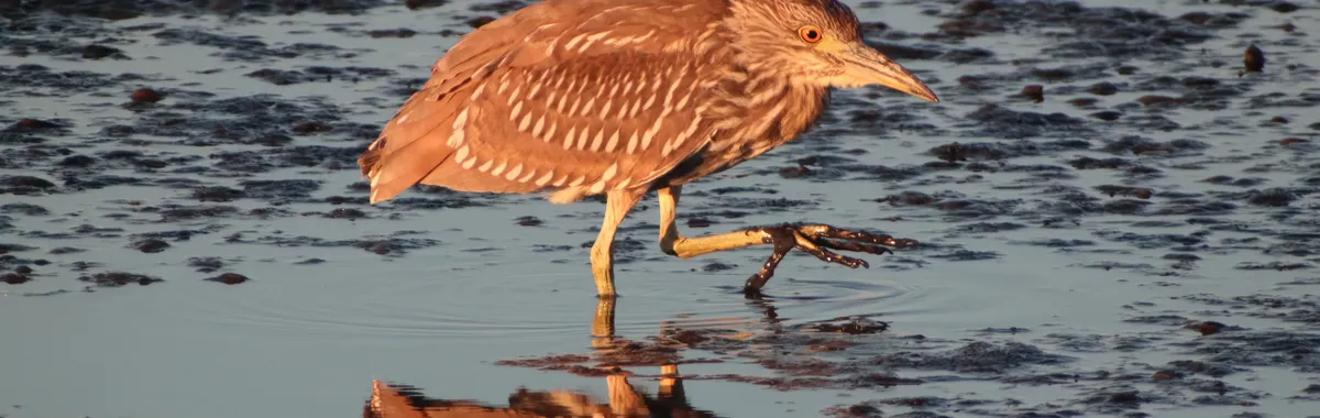 A young Black-Crowned Night Heron walks in a Palo Alto wetland, reflected in the shallow water.