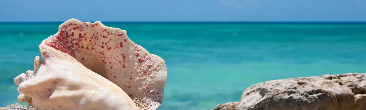 איי טרקס וקייקוס: A conch shell on the rocky shore with a clear blue sea background in Cockburn Town.