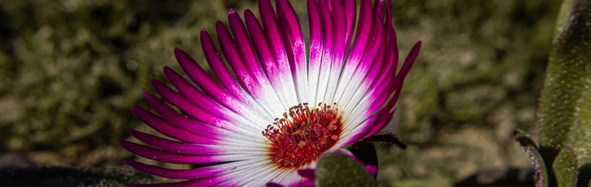 Close-up of a vibrant Livingstone daisy with purple petals showcasing vivid colors.