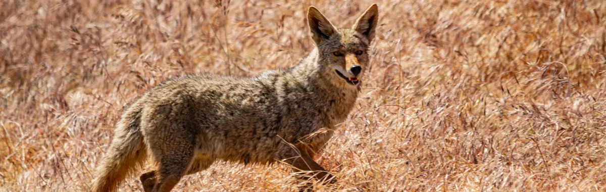 A coyote stands alert in the golden grasslands of Bakersfield, California, showcasing local wildlife.