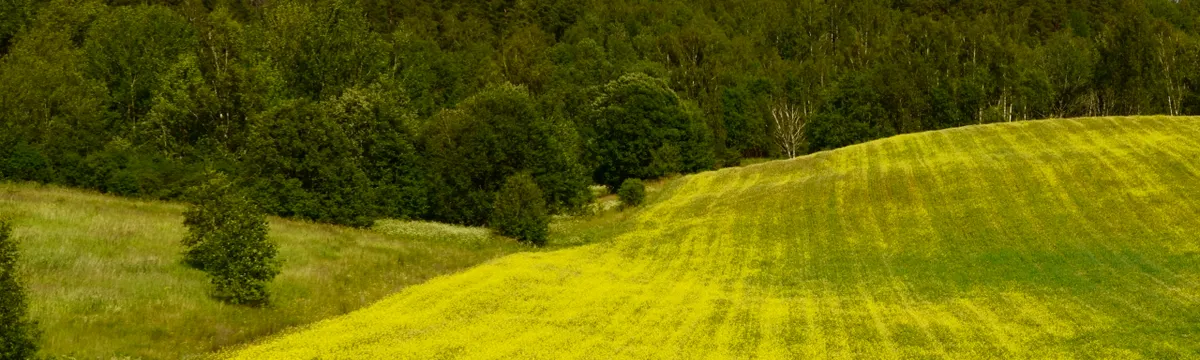 ליטא: Lush yellow field with blue skies and clouds in Lithuania's countryside, ideal for nature themes.