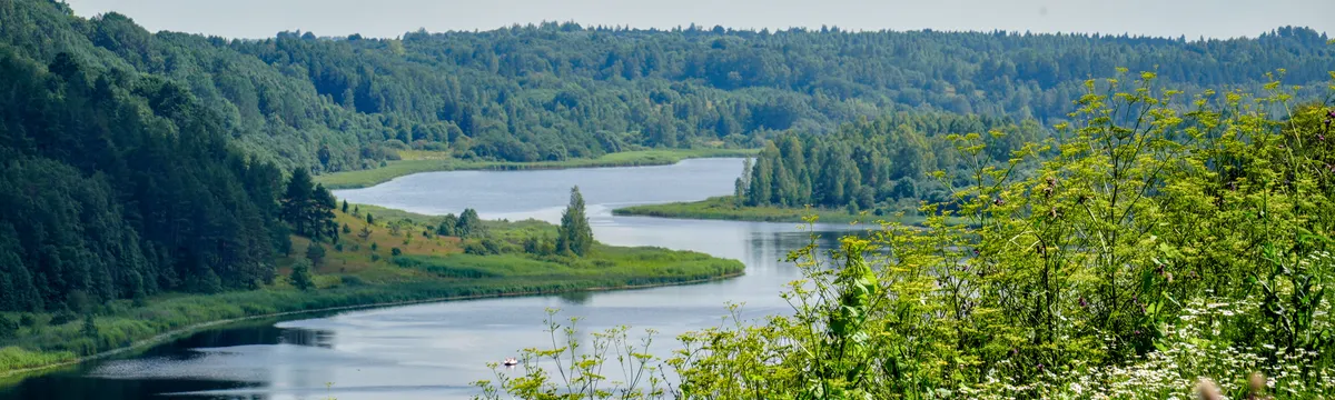 רוסיה: Explore the lush greenery along the Velikaya River in Pskov region, Russia during summer.