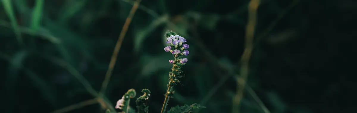 A serene close-up of a purple flower blooming amidst lush greenery in Chinandega, Nicaragua.