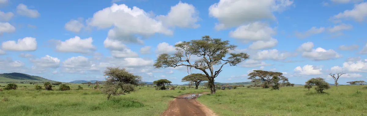 טנזניה: Dirt road through the lush Serengeti landscape in Tanzania with acacia trees under a bright sky.
