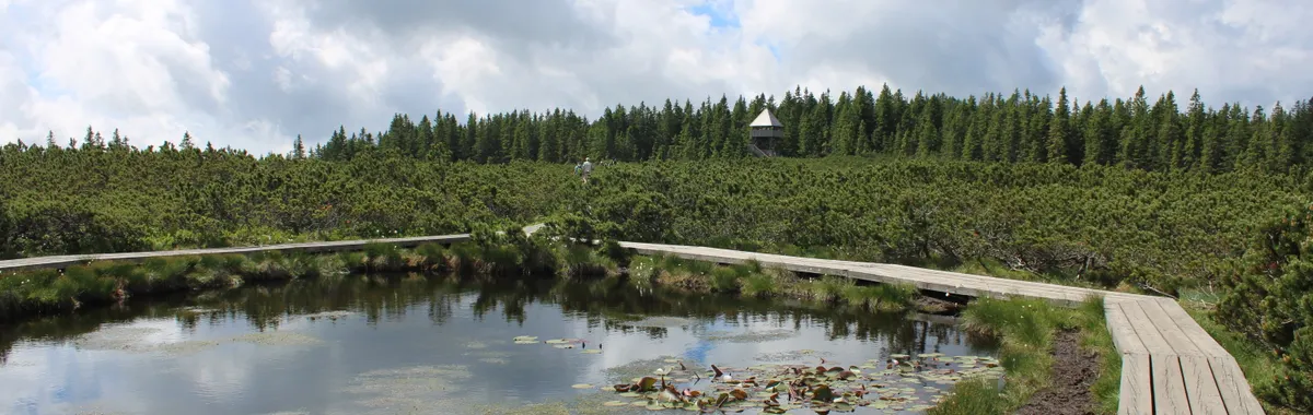 Serene view of an alpine pond with a wooden walkway surrounded by lush greenery in Ruše, Slovenia.