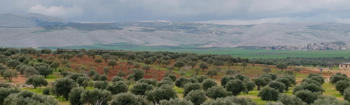 סוריה: Expansive olive trees under cloudy skies in scenic Syrian countryside.
