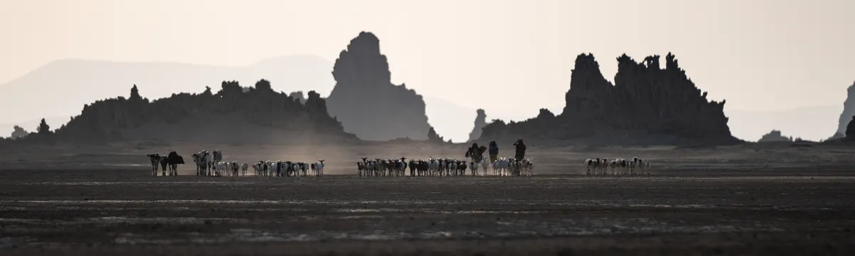 ג׳יבוטי: A herd of cattle traverses the dry plains of Djibouti, framed by rugged mountains at dusk.