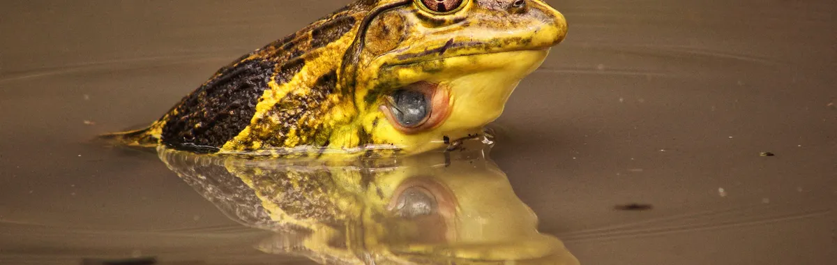 Close-up of a frog in Gazipur showing its reflection in the water.