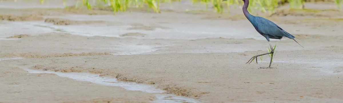 גיאנה: A solitary heron walking gracefully on the wetlands of Guyana showcasing natural beauty.